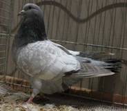 Cauchois-hyazint-web-IMG_19.jpg