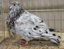 Canario-Sprenkel-IMG_1995.jpg