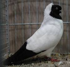 Nnnchen schwarz IMG_3797.jpg