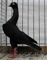 Stargarder schwarz.jpg