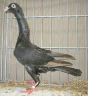 Stargarder dun Leipzig 2009 163.jpg