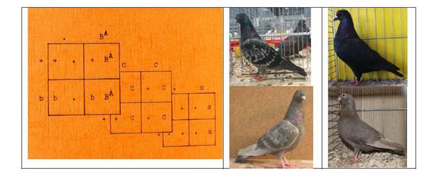 Puzzle hens.JPG