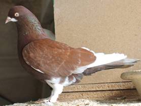 Wolga Gimpel F1 Täuber IMG_0008 klein.jpg