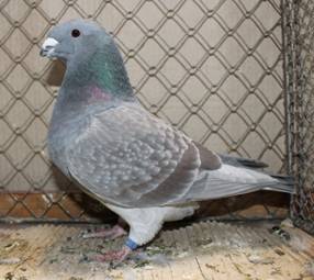 IMG_4675 Show Racer indigogeh klein.jpg