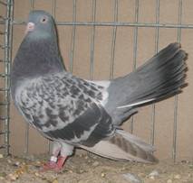 Orientalischer Roller blaufahlgeh 149-4972_IMG.jpg