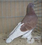 Agaran rotfahlgeh Hannover 07 162.jpg