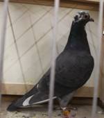 IMG_4167 schwarz scheck 299.jpg