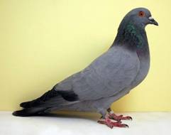 Gascognetaube,-blue-barless klein.jpg