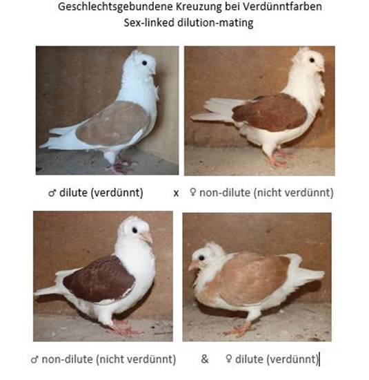 Koppelungen bei Tauben