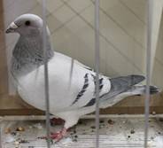 A Sch�nh 785 IMG_1240.jpg