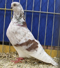 Rote Erde IMG_1538.jpg