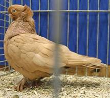 Rote Erde Altst�mmer IMG_1548.jpg