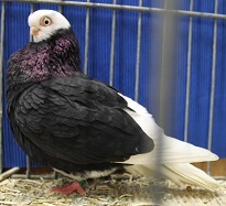 Rote Erde Elbinger IMG_1547.jpg