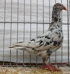 Daen Graustipper IMG_6498 klein.jpg