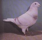 Show-Racer-Levi-1965-006.jpg