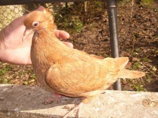 Nuernberg-Taubenmuseum-143-