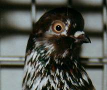 Ausschnitt Portugieser 142 Port dreifarbig Scan10001.jpg