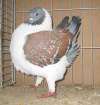 Hannover-05-I-072-klein