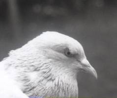 Tauben Augenschirme eins August 2009