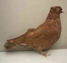 Gimpel-einfarbig-rot-Tauebe