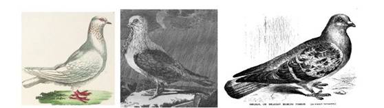 Boitard Corbie Unbenannt.JPG