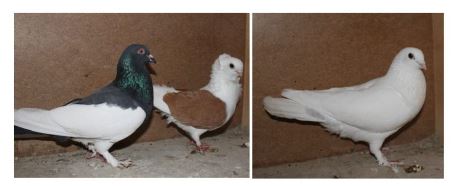 F1 hochfl x M�vchen.JPG