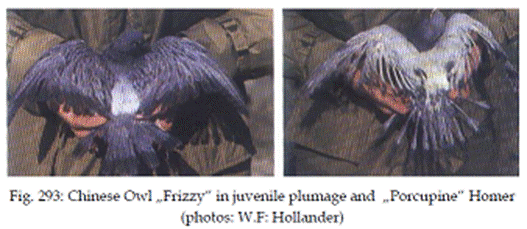 Bild2 Frizzy.png