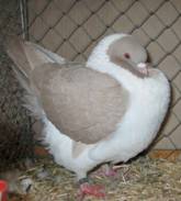 200 Modena VDT Sinsheim I Dez 04 108.jpg