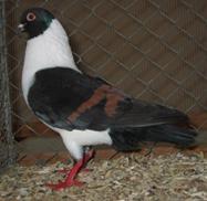 202 Triganino VDT Sinsheim I Dez 04 117.jpg