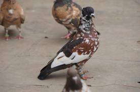 Mohammed Shoaib 251969_4994903524680_240214818_n