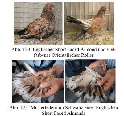 Almond und Musterfedern.JPG