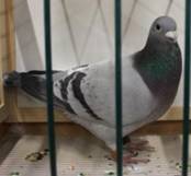 IMG_4109 Standardweibchen 301.jpg