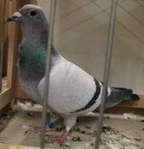 IMG_4462 Krawatte 994 Regional Rischm�ller.jpg