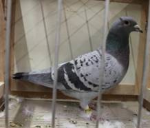 IMG_4159 leichtgeh�mmert168.jpg