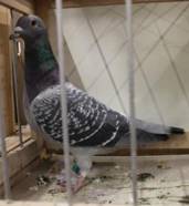 IMG_4163 blaugeh�mmert ges�umt 166.jpg