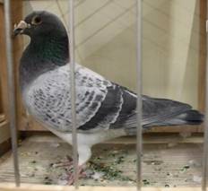 IMG_4175 Sooty fl�chiger 391.jpg