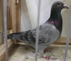 IMG_4155 Smoky Variante 32.jpg