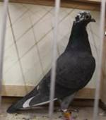 IMG_4167 schwarz scheck 299.jpg