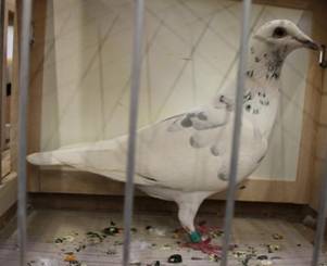 IMG_4194 Helltiger 531.jpg