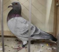 IMG_4174 Fadedartig 369.jpg