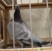 IMG_4183 Fadedartig.jpg