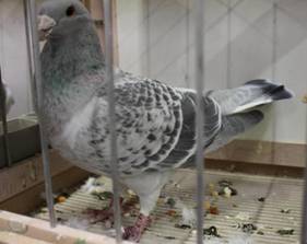 IMG_4202 Sch�nheitsbrieftaube geh faded 4202.jpg