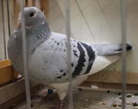 IMG_4204 Sch�nheitsbrieftaube 1 Platz 655 94 P.jpg