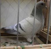 IMG_4207 Sch�nheitsbrieftaube lichtblau 647.jpg