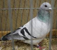 IMG_4241 Polnische Sch�nheitsbrieftaube.jpg