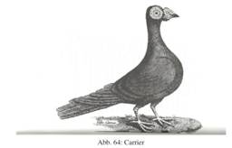 Carrier Treatise.JPG