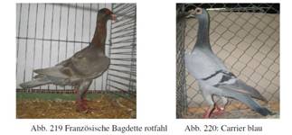 Carrier und Bagdette.JPG