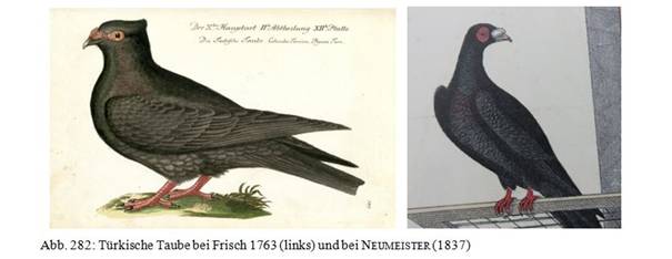 T�rkische Taube.JPG