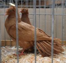 Danziger spliss IMG_4604 klein.jpg