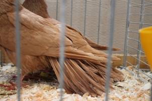 Danziger SplissschwanzIMG_4605 klein.jpg